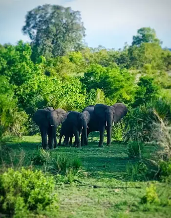 selous game drive