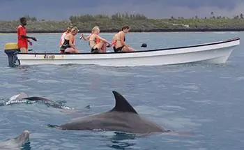 Dolphin Tour