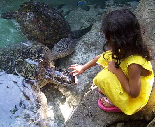 Turtle Aquarium Tour