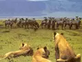 tanzania safaris